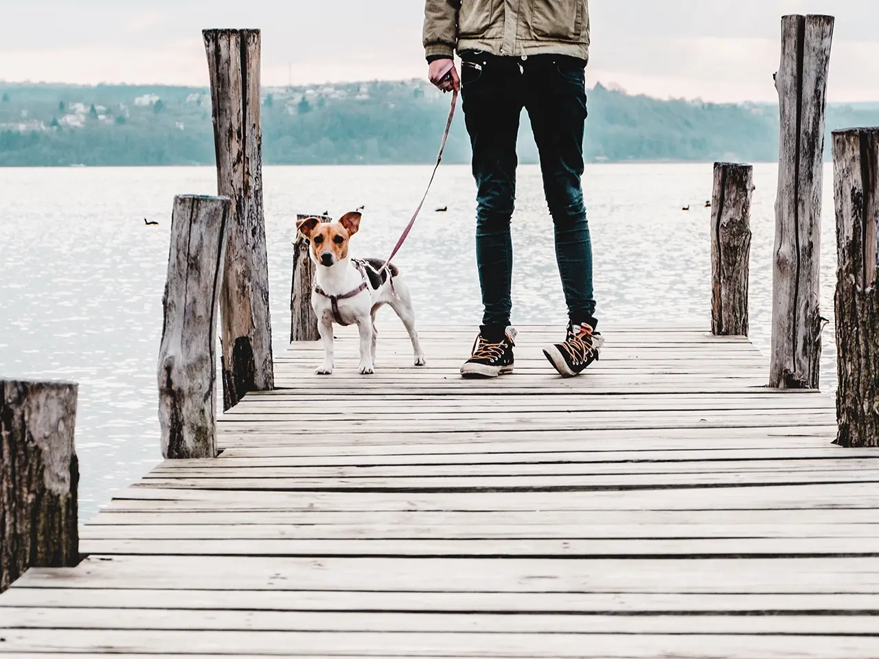 Person standing on dock near dog