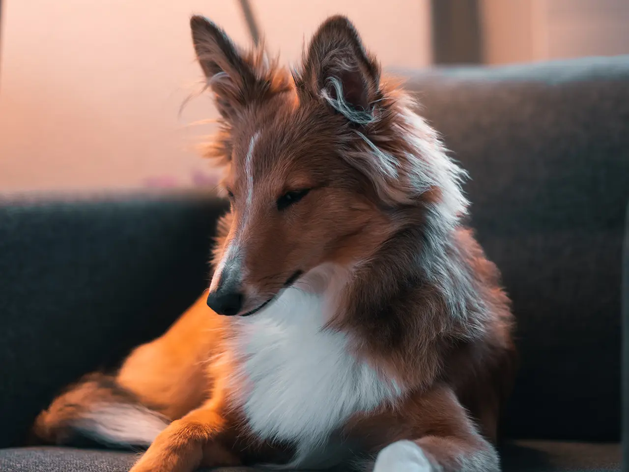 Medium dog on a couch